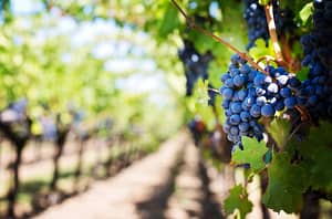 winery